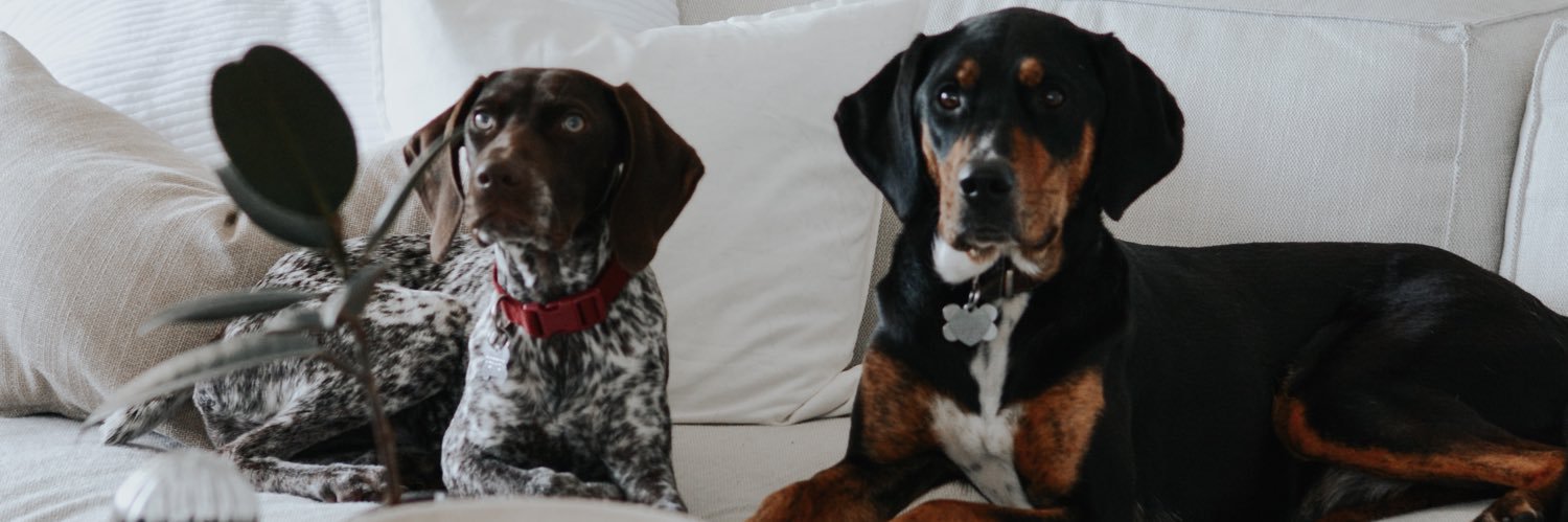 Alexa Maslowski banner