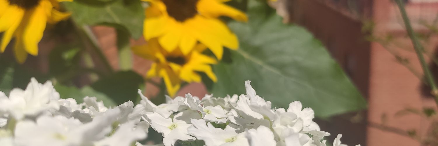 MariaAyusoo's profile banner image