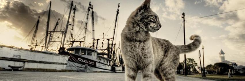 EnginDenizErgin's profile banner image