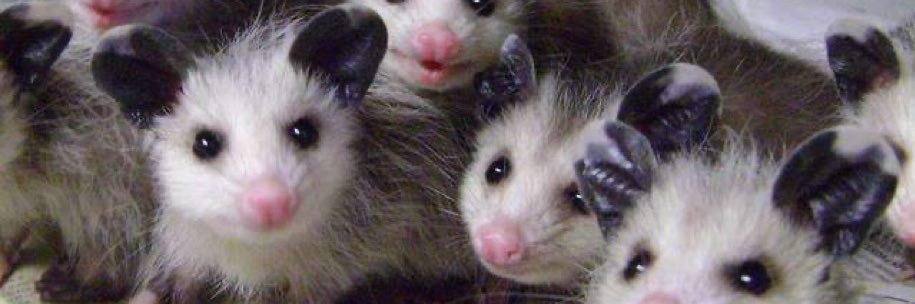 дурилка banner