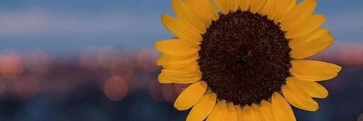 maryany427's profile banner image
