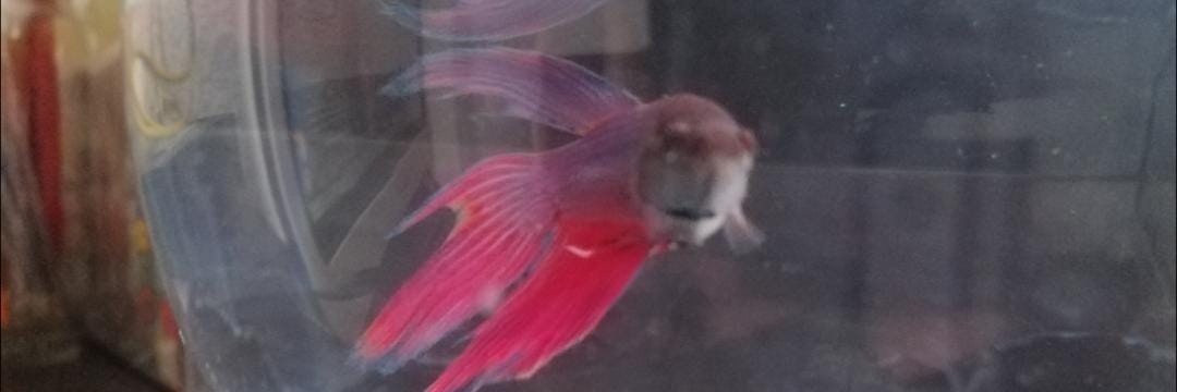 Adrian🔞NSFW adrianpronsfw.bsky.social banner