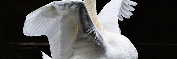 katedanaxx Profile Banner
