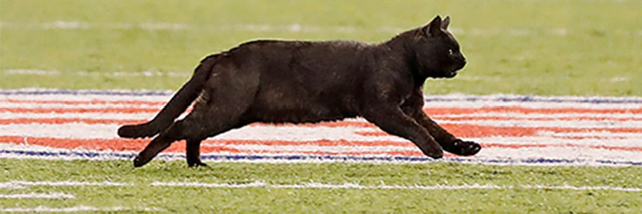 Undercat NFL banner