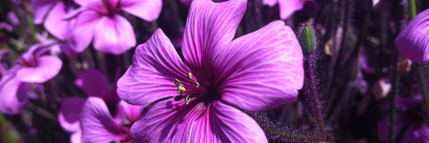catekelly's profile banner image