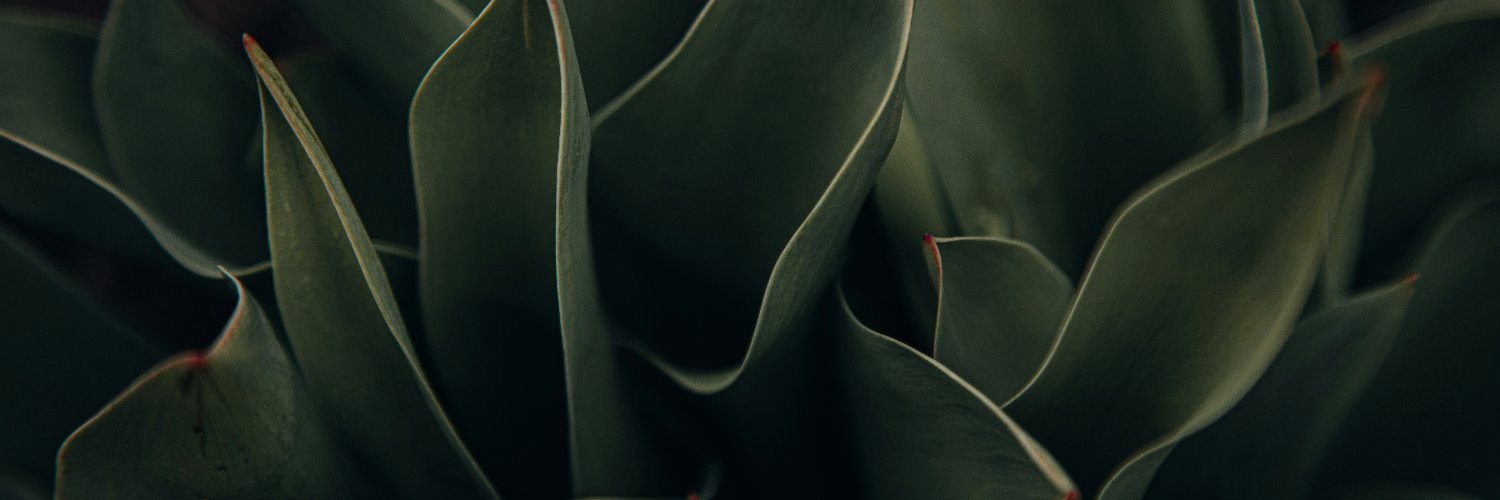 BeatriceBastedo's profile banner image