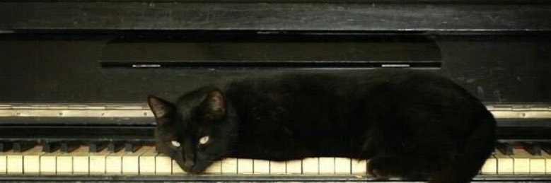 🐈‍⬛ banner