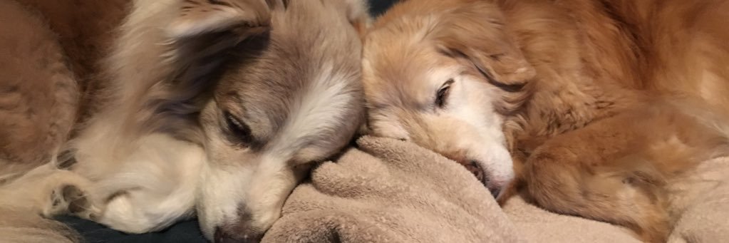 shoverter's profile banner image