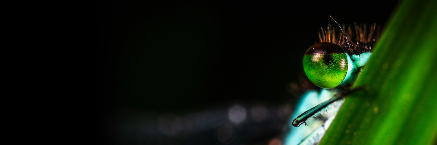 SidneyRostan's profile banner image