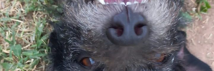 IriAlomo's profile banner image
