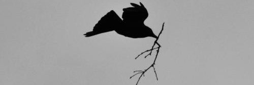 jcrows's profile banner image