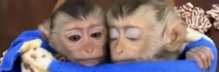 kooromitos's profile banner image