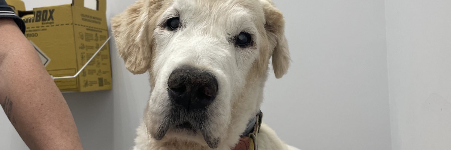 isabellarapini's profile banner image