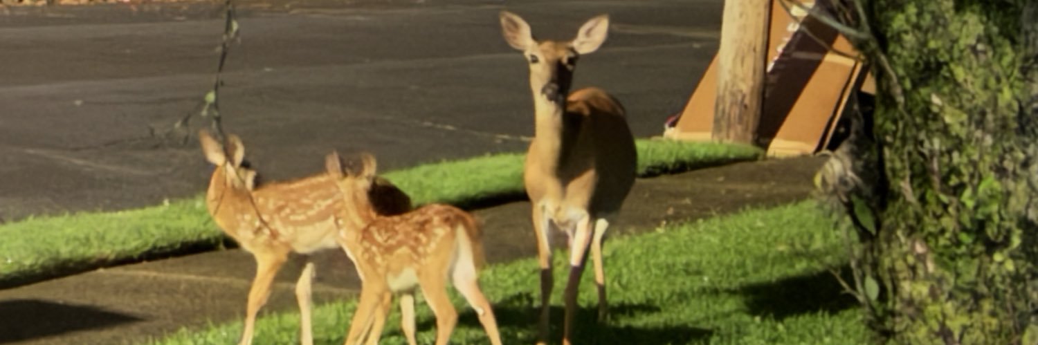 TheLastBoyscout banner