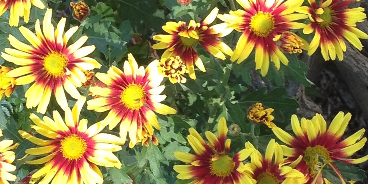 Stephb1212's profile banner image