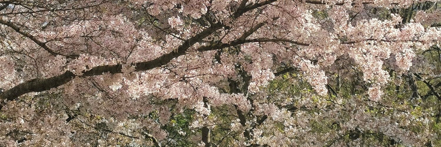 Paulette à bicyclette banner