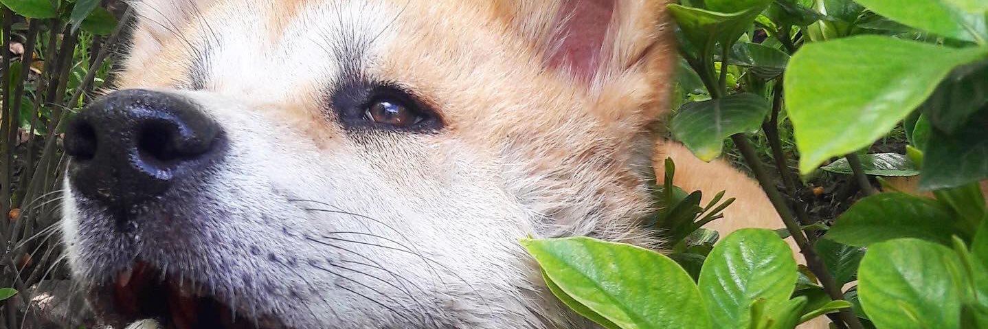 Lleanso's profile banner image