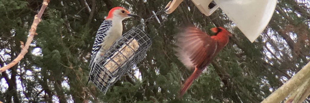 M✍🏼ggie Rowe banner