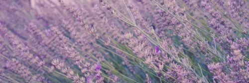 feerogfjorder's profile banner image
