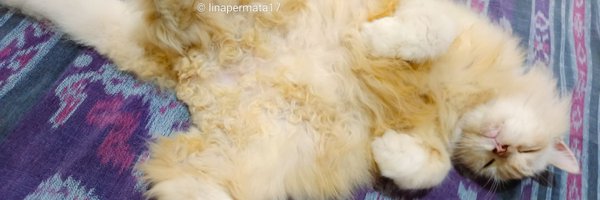 linapermata17 Profile Banner