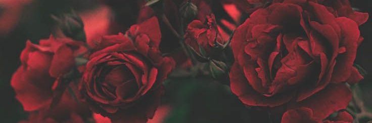 RubyDracula1756's profile banner image