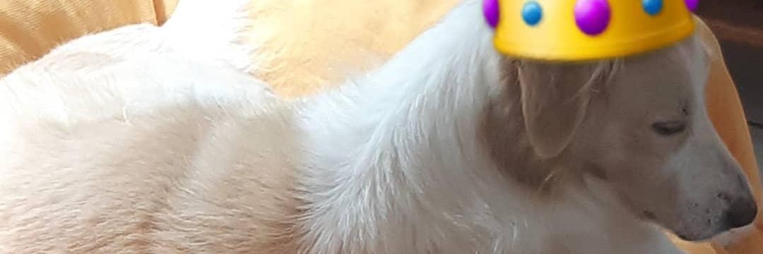 celsolax's profile banner image