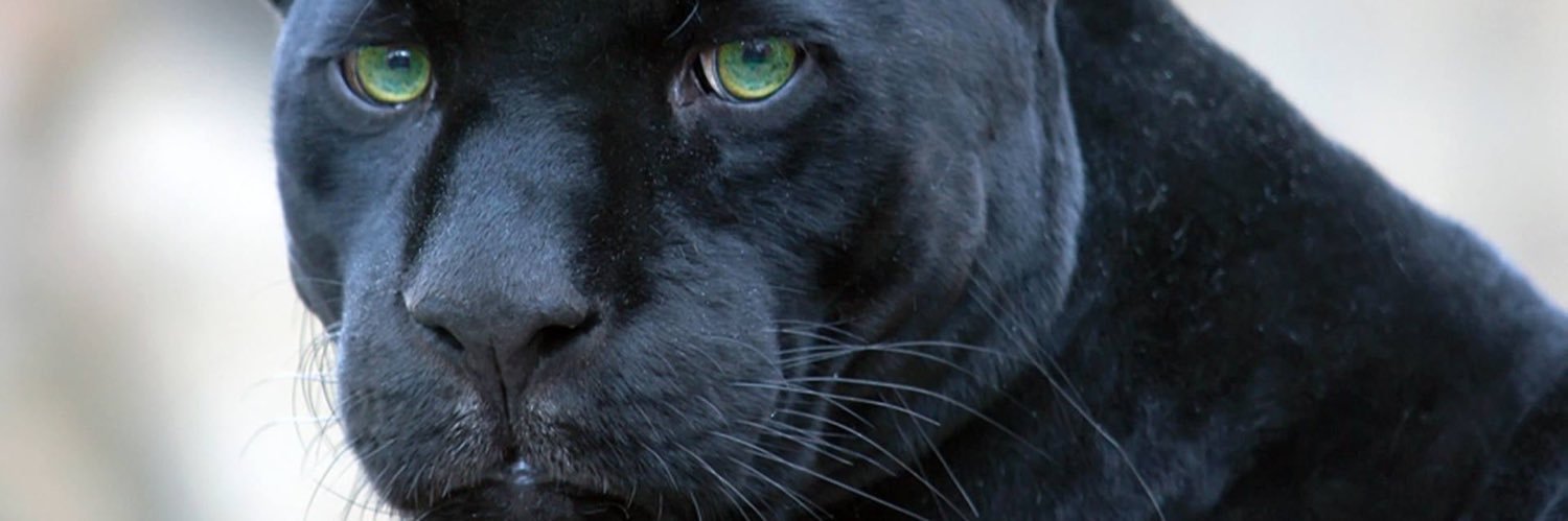 JaguarPaw banner