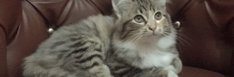 nyantlep's profile banner image