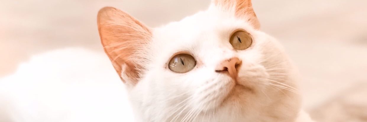 FlorenciaMorr's profile banner image