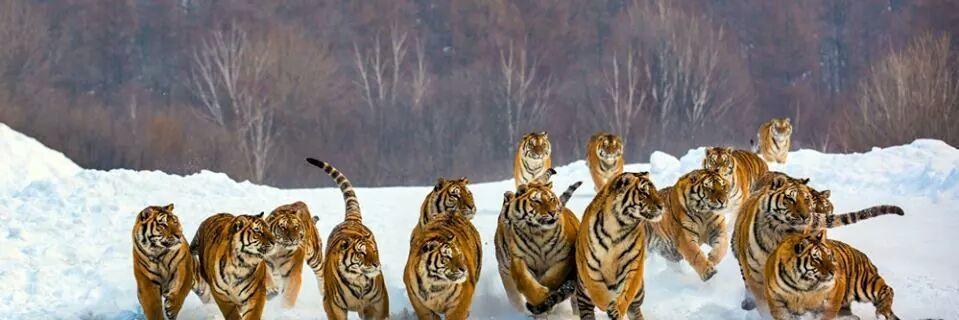 Neo incorruptus banner