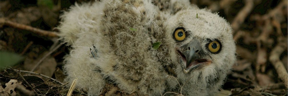 BalzackSays's profile banner image
