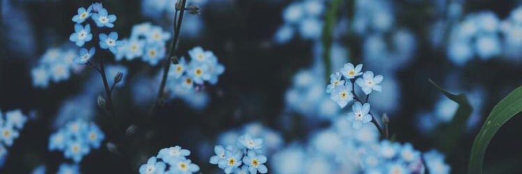 _sofiavarela's profile banner image