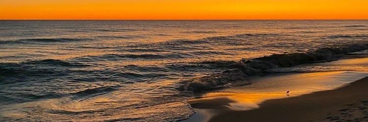 حمامة السلام 🕊️ اخناتون 🇪🇬𓂀 banner