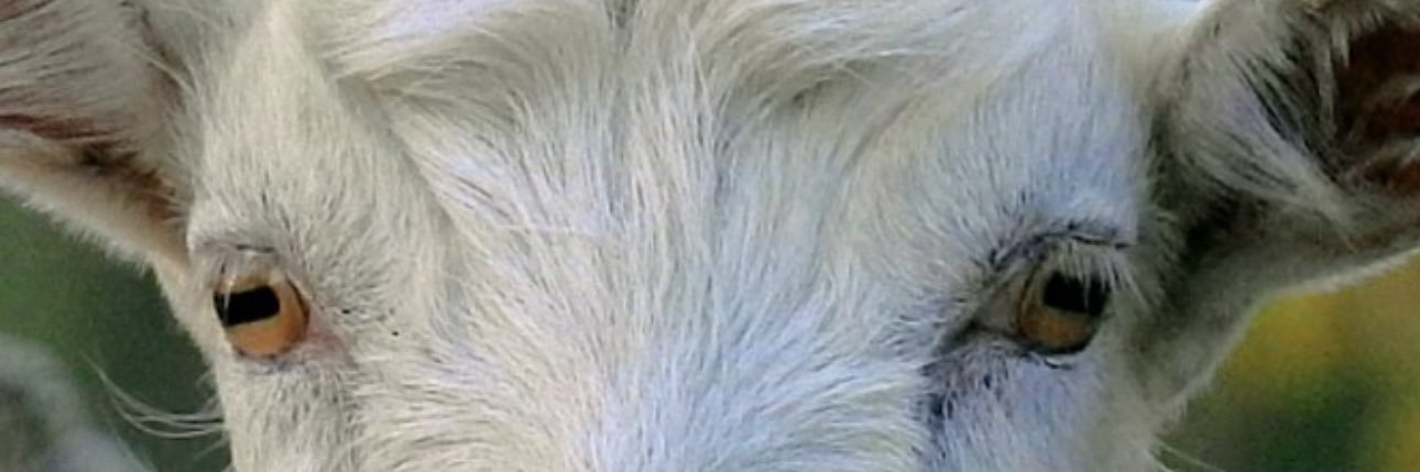 Aisan Eslami banner