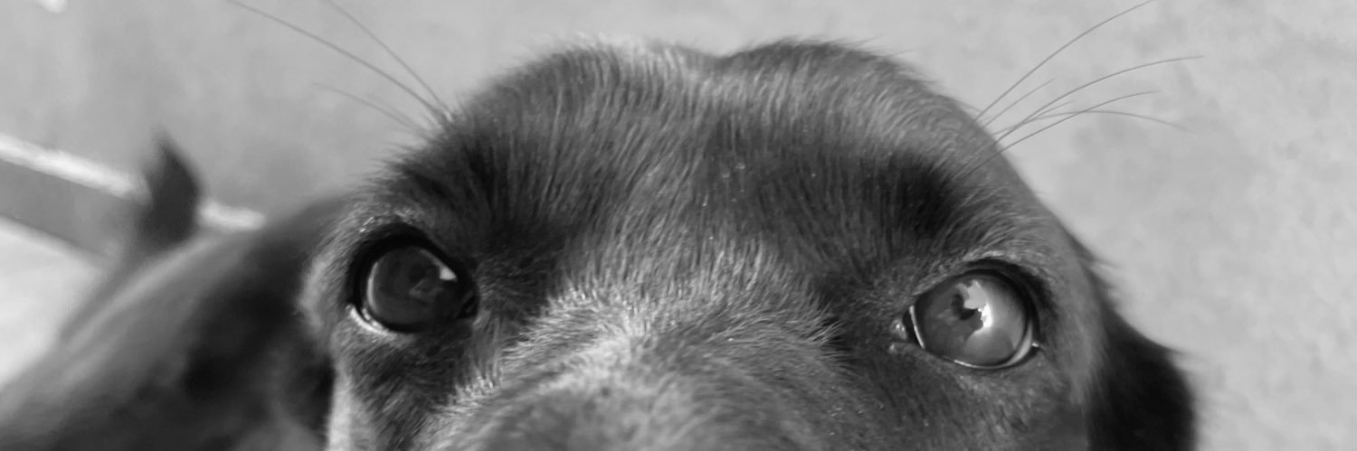 luisafragao's profile banner image