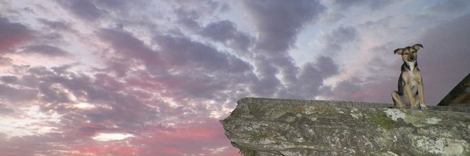 Juçara Amorim banner