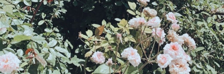 belup_15's profile banner image