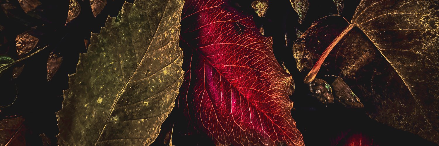 A_MotherClucker's profile banner image