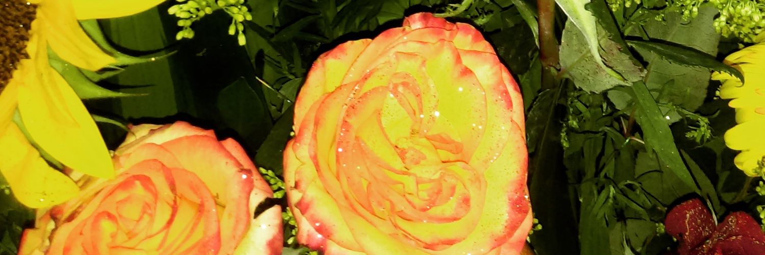 HONEYMAYITA's profile banner image