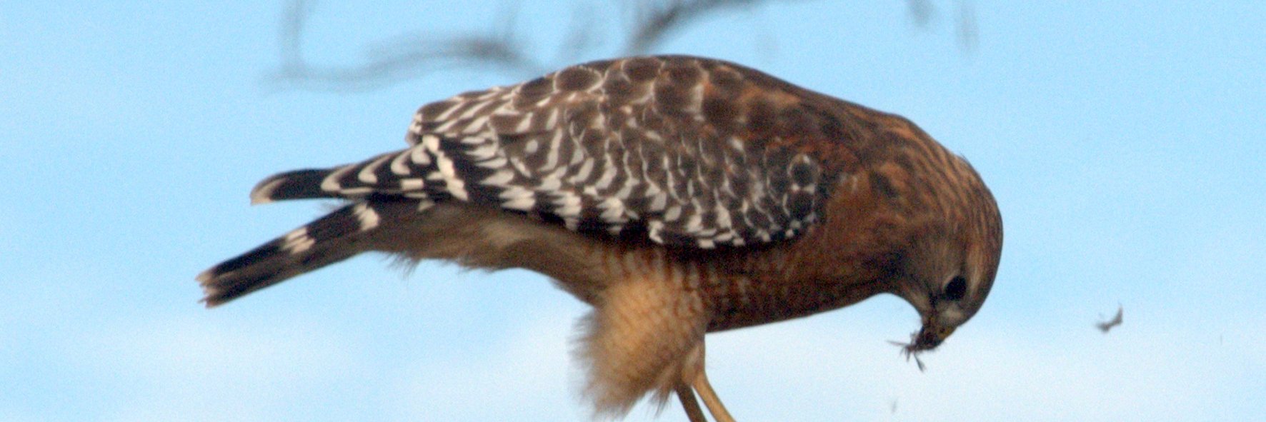 tinamou banner