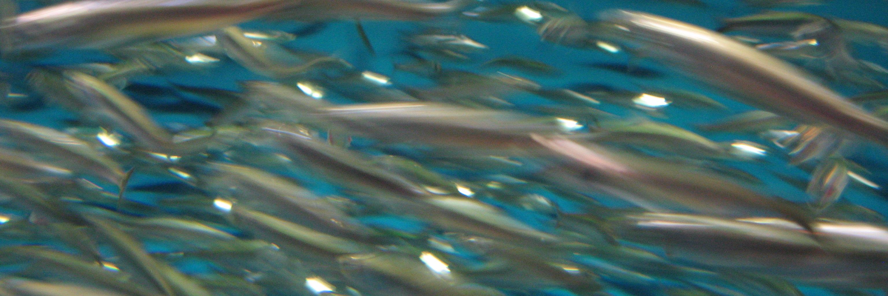 Dr. Janet D. Stemwedel, PhD 🏳️‍🌈 banner