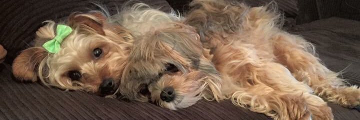 Kevin Sivaneri banner