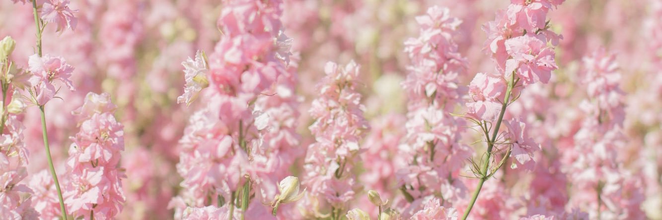 Kore🌸 banner