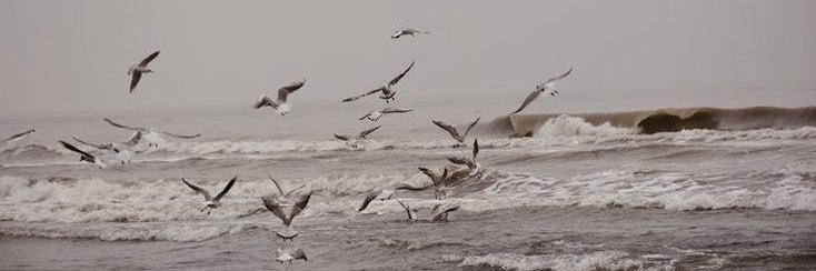 flo - hiatus🧎🏻‍♀️ banner