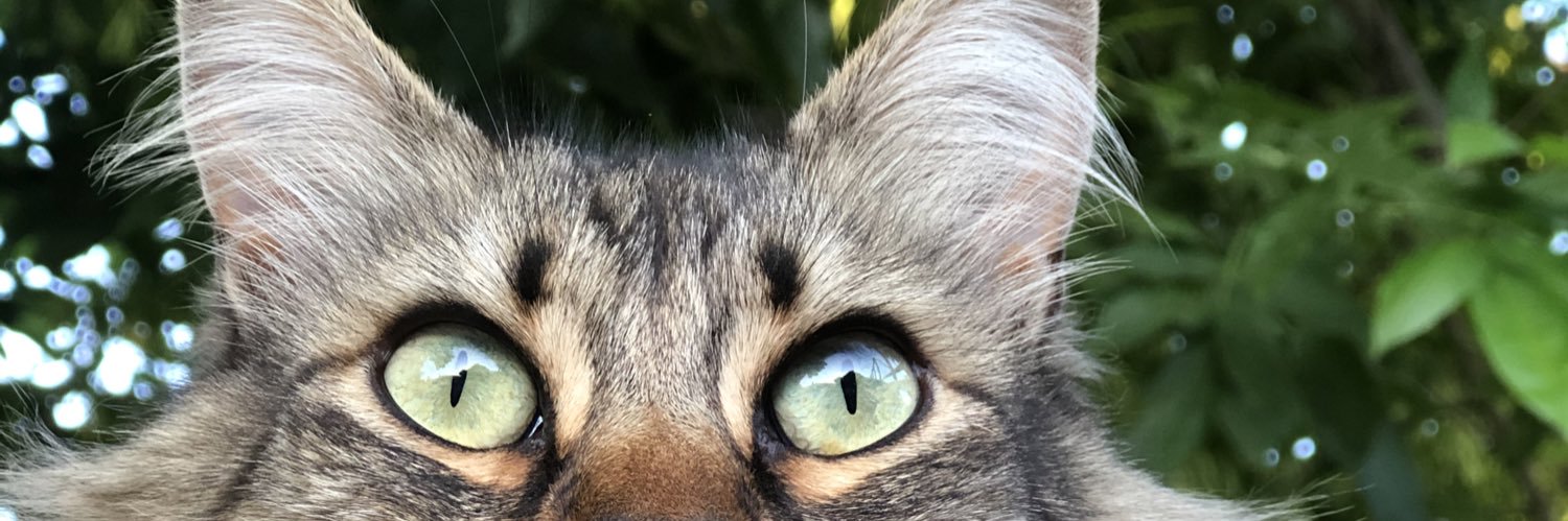 Renn___'s profile banner image