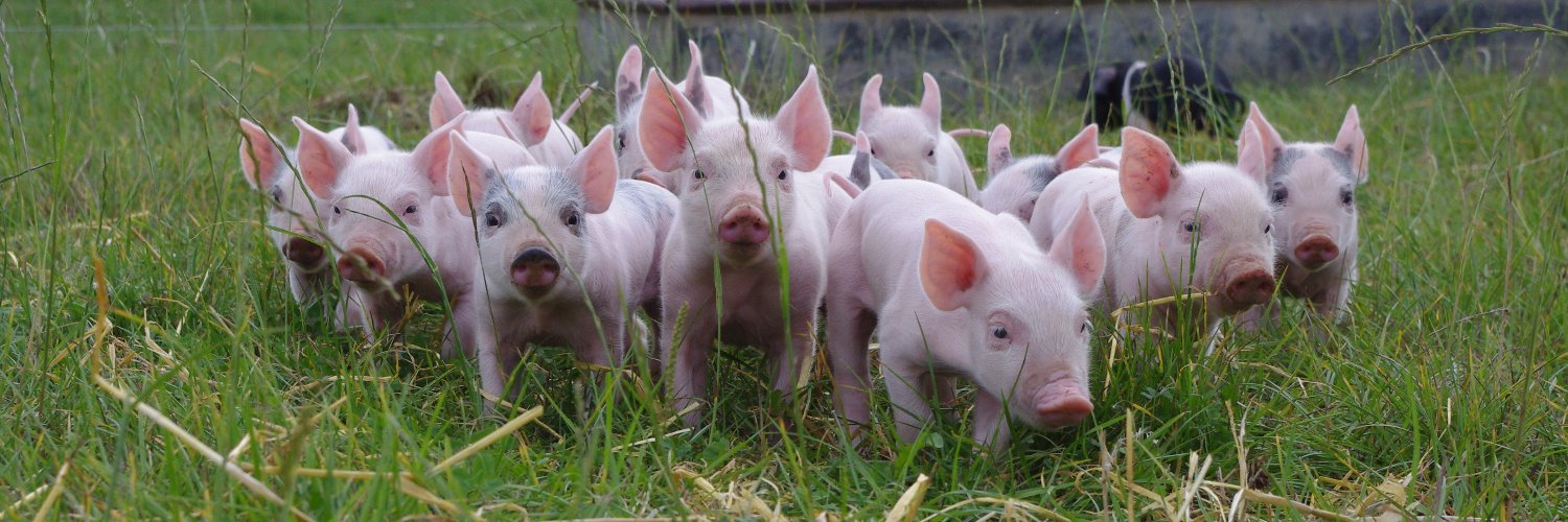 Compassion in World Farming UK banner