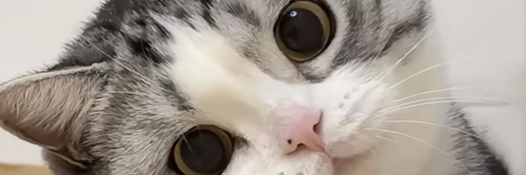 นิ้ง สาวอวบ banner