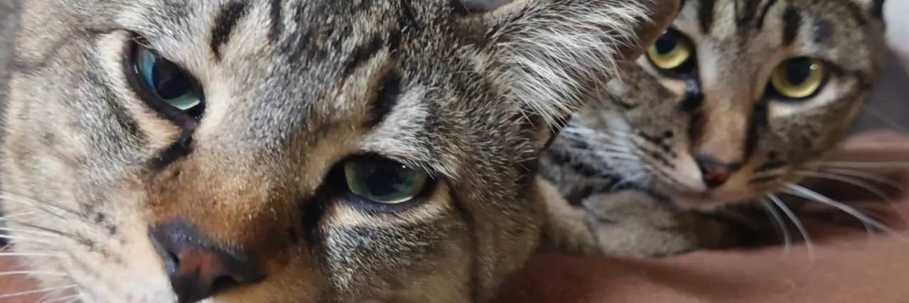 望月るな【HappY bLoom】 banner