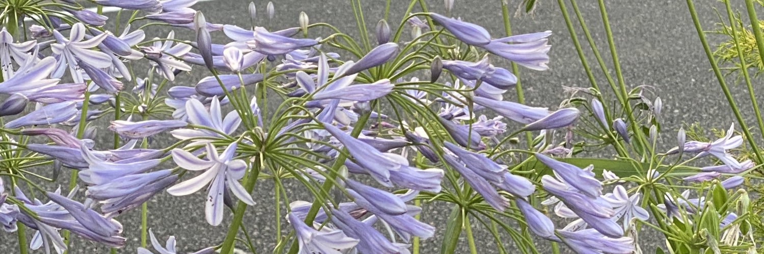𝑃𝑖𝑛𝑜𝑡 𝑁𝑜𝑖𝑟 banner