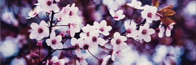 kolee_Sam101's profile banner image